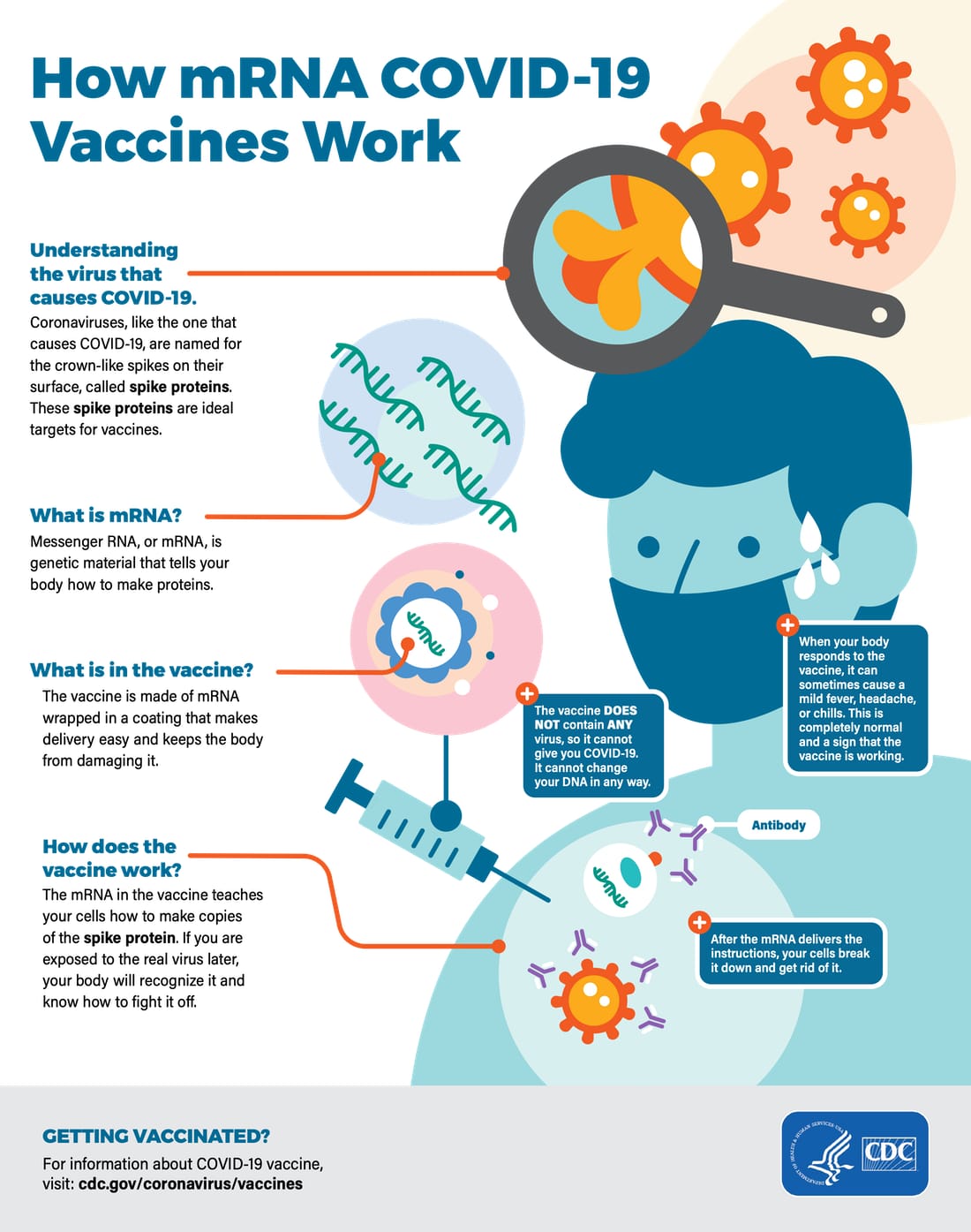 Infographic describing how COVID-19 vaccines work